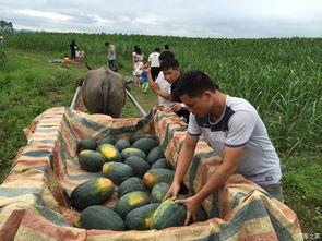 极端之家吃瓜,揭秘吃瓜群众的狂欢盛宴